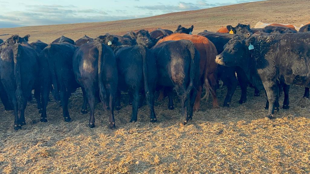 11 Heifers bred to Low Birth Weight Bulls Approx Due on 3-19