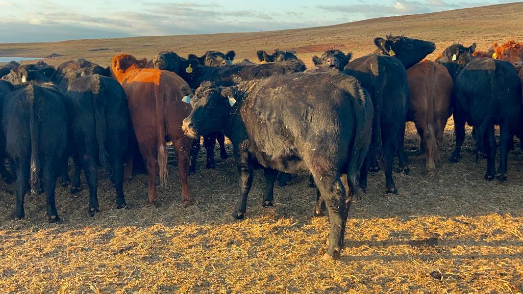 11 Heifers bred to Low Birth Weight Bulls Approx Due on 3-19