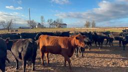 11 Heifers bred to Low Birth Weight Bulls Approx Due on 3-19