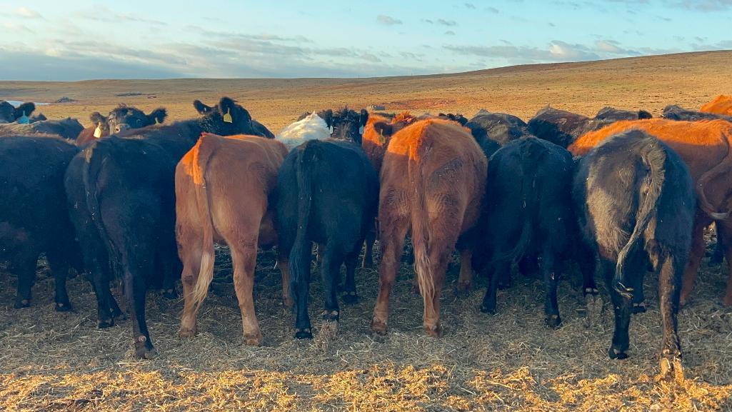 11 Heifers bred to Low Birth Weight Bulls Approx Due on 3-19
