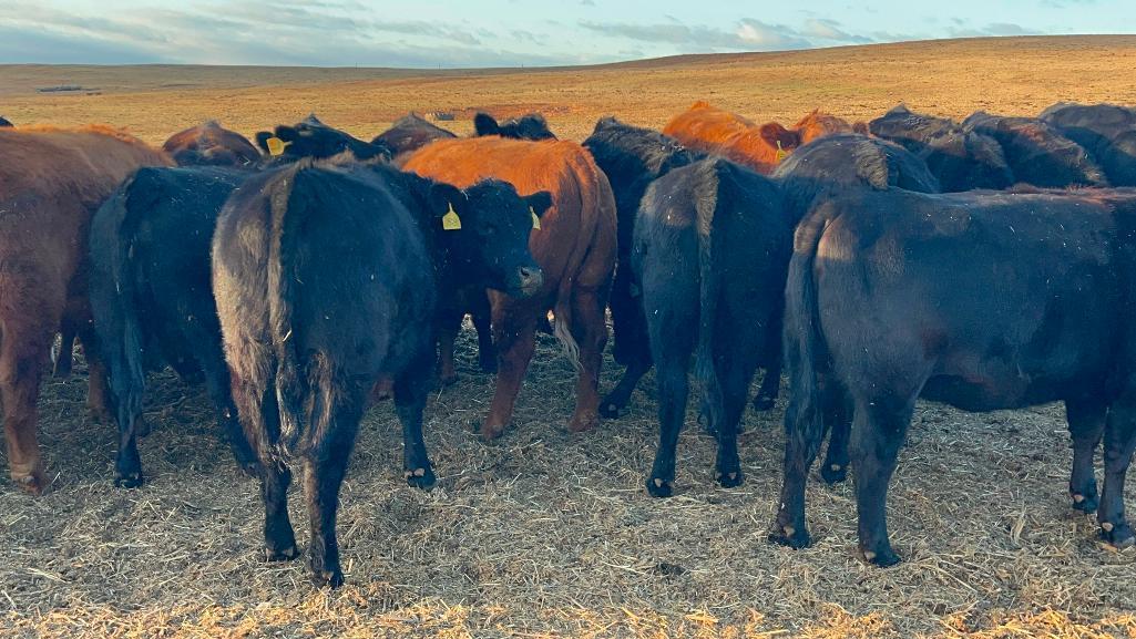 11 Heifers bred to Low Birth Weight Bulls Approx Due on 3-19