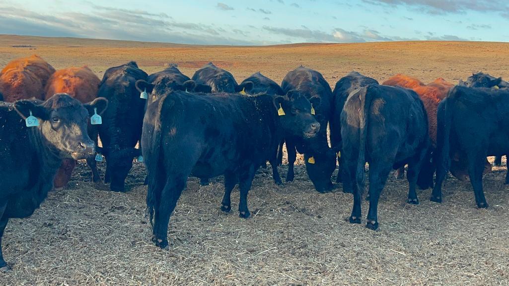 11 Heifers bred to Low Birth Weight Bulls Approx Due on 3-19