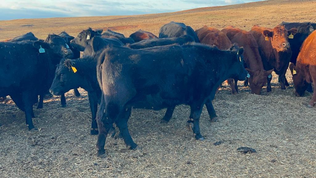 11 Heifers bred to Low Birth Weight Bulls Approx Due on 3-19