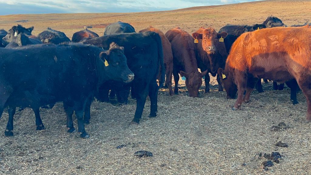 11 Heifers bred to Low Birth Weight Bulls Approx Due on 3-19