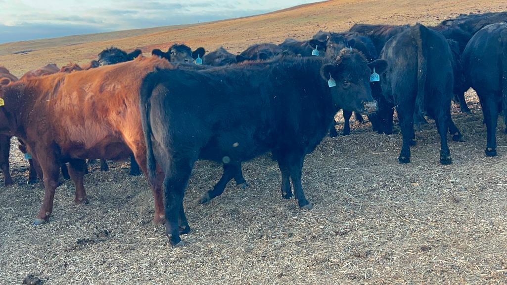 11 Heifers bred to Low Birth Weight Bulls Approx Due on 3-19