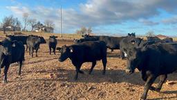 11 Heifers bred to Low Birth Weight Bulls Approx Due on 3-19