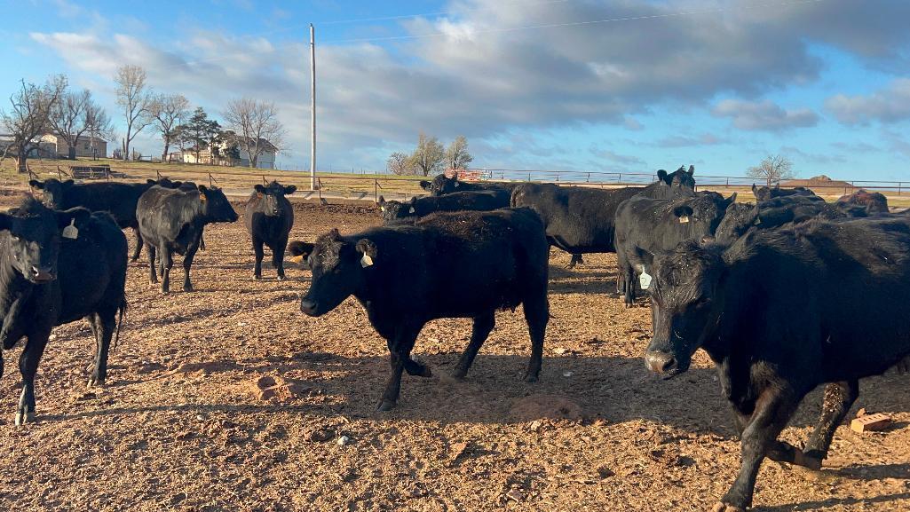 11 Heifers bred to Low Birth Weight Bulls Approx Due on 3-19