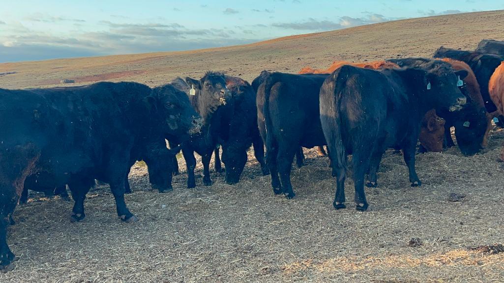 11 Heifers bred to Low Birth Weight Bulls Approx Due on 3-19