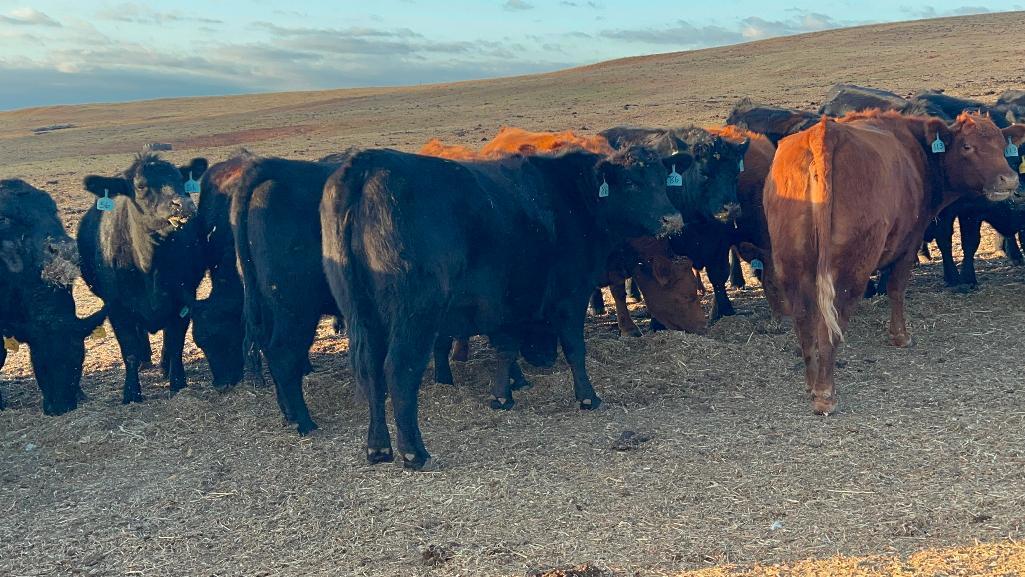 11 Heifers bred to Low Birth Weight Bulls Approx Due on 3-19