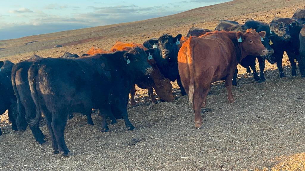 11 Heifers bred to Low Birth Weight Bulls Approx Due on 3-19