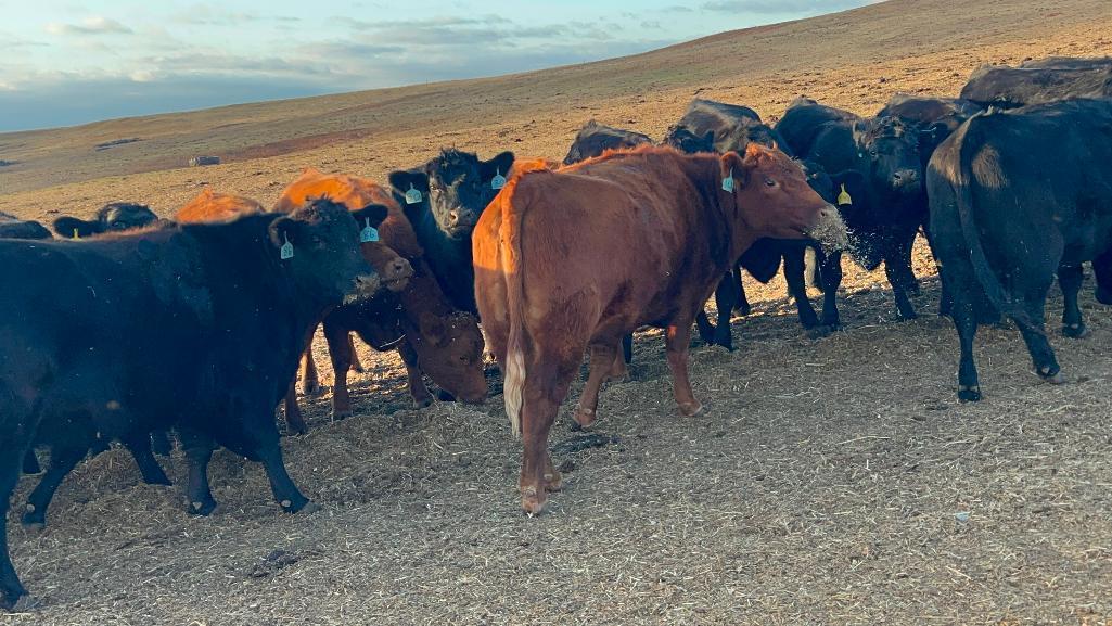 11 Heifers bred to Low Birth Weight Bulls Approx Due on 3-19