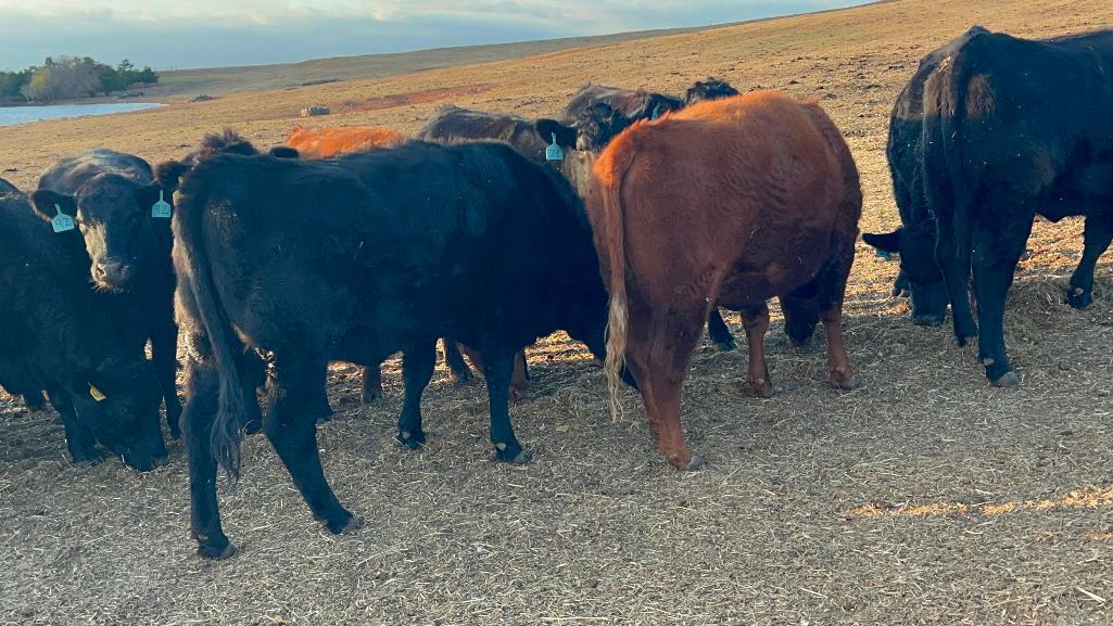 11 Heifers bred to Low Birth Weight Bulls Approx Due on 3-19