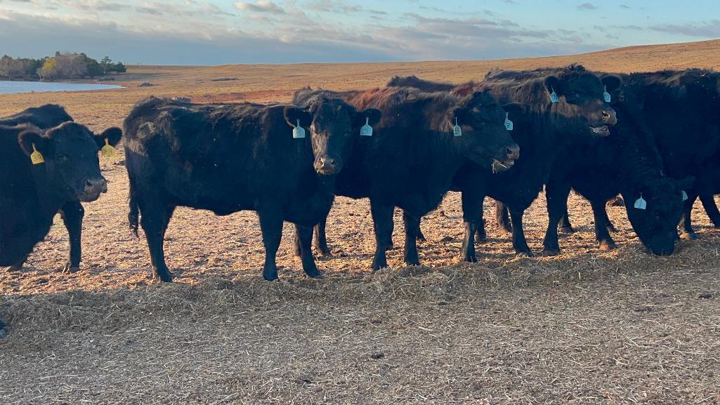 11 Heifers bred to Low Birth Weight Bulls Approx Due on 3-19