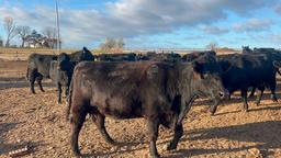 11 Heifers bred to Low Birth Weight Bulls Approx Due on 3-19