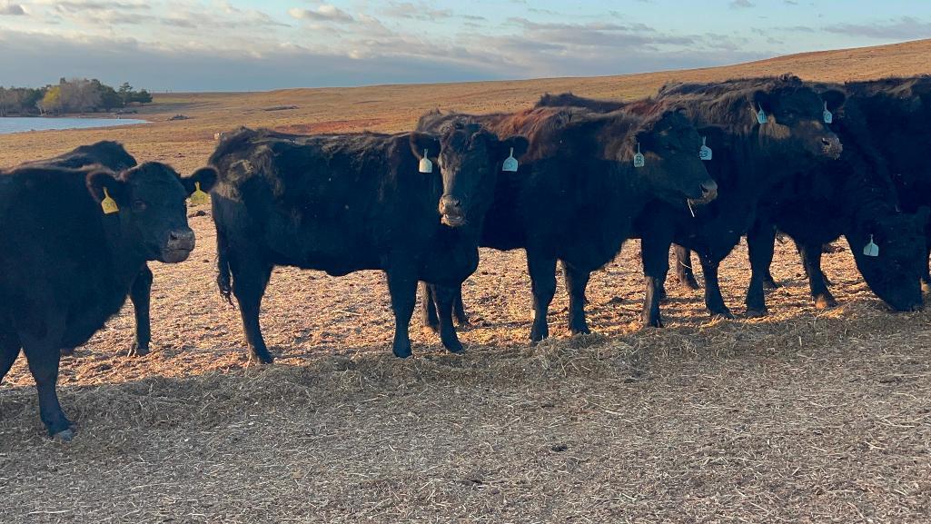11 Heifers bred to Low Birth Weight Bulls Approx Due on 3-19