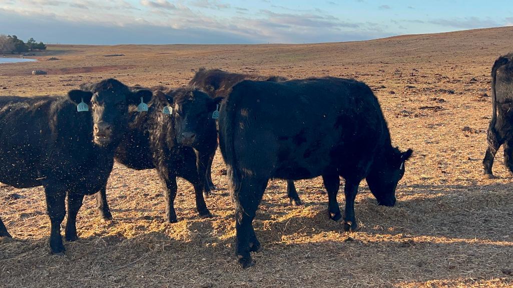 11 Heifers bred to Low Birth Weight Bulls Approx Due on 3-19