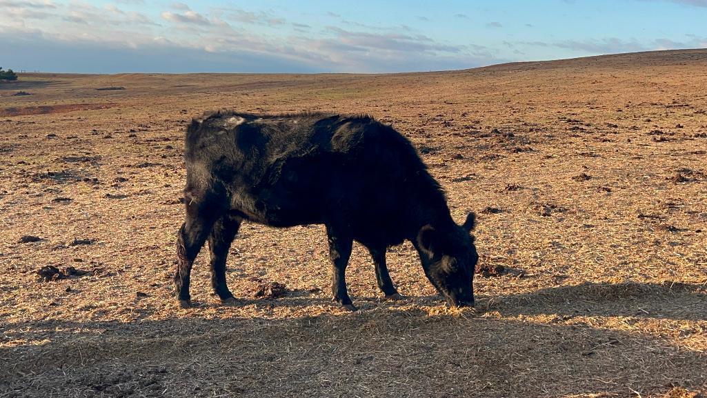 11 Heifers bred to Low Birth Weight Bulls Approx Due on 3-19