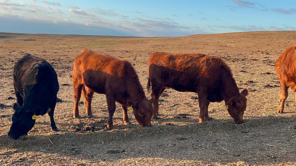 11 Heifers bred to Low Birth Weight Bulls Approx Due on 3-19