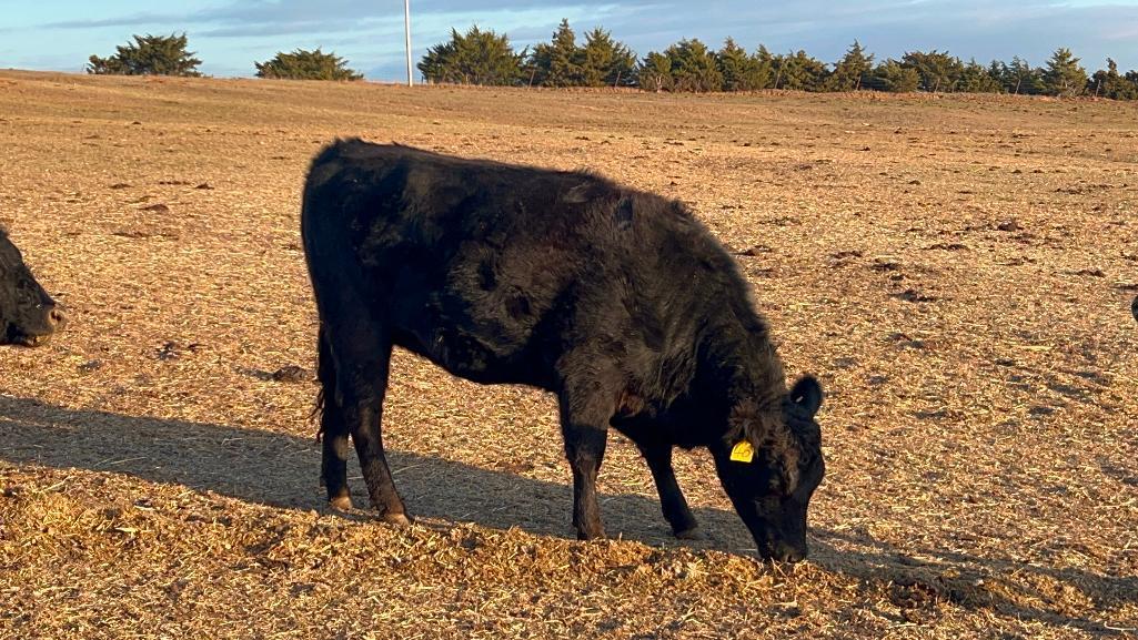 11 Heifers bred to Low Birth Weight Bulls Approx Due on 3-19