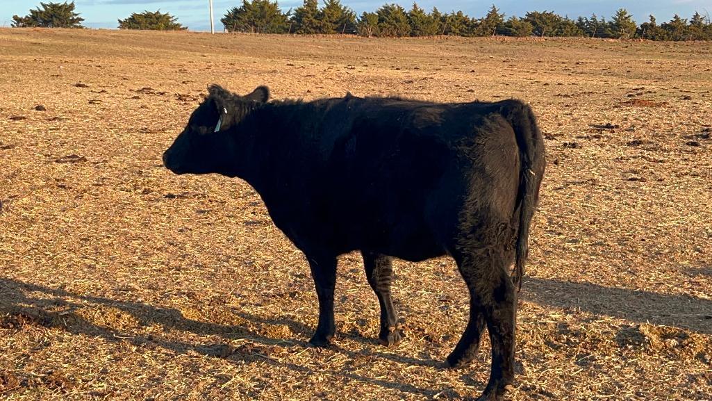 11 Heifers bred to Low Birth Weight Bulls Approx Due on 3-19