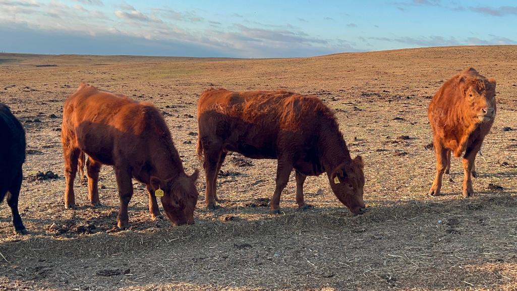 11 Heifers bred to Low Birth Weight Bulls Approx Due on 3-19