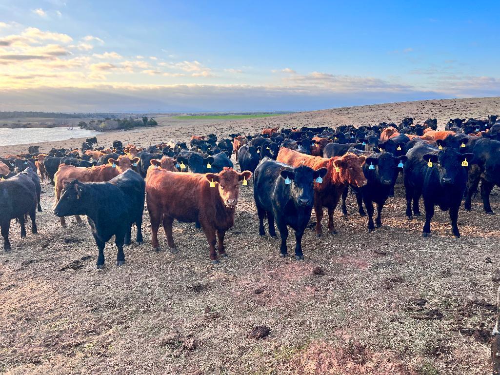 11 Heifers bred to Low Birth Weight Bulls Approx Due on 3-19