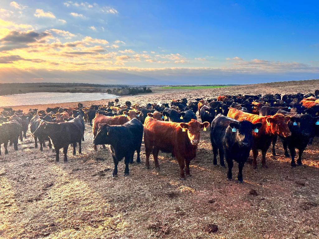 11 Heifers bred to Low Birth Weight Bulls Approx Due on 3-19