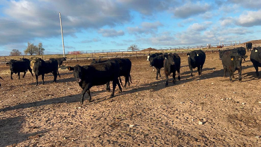 11 Heifers bred to Low Birth Weight Bulls Approx Due on 3-19