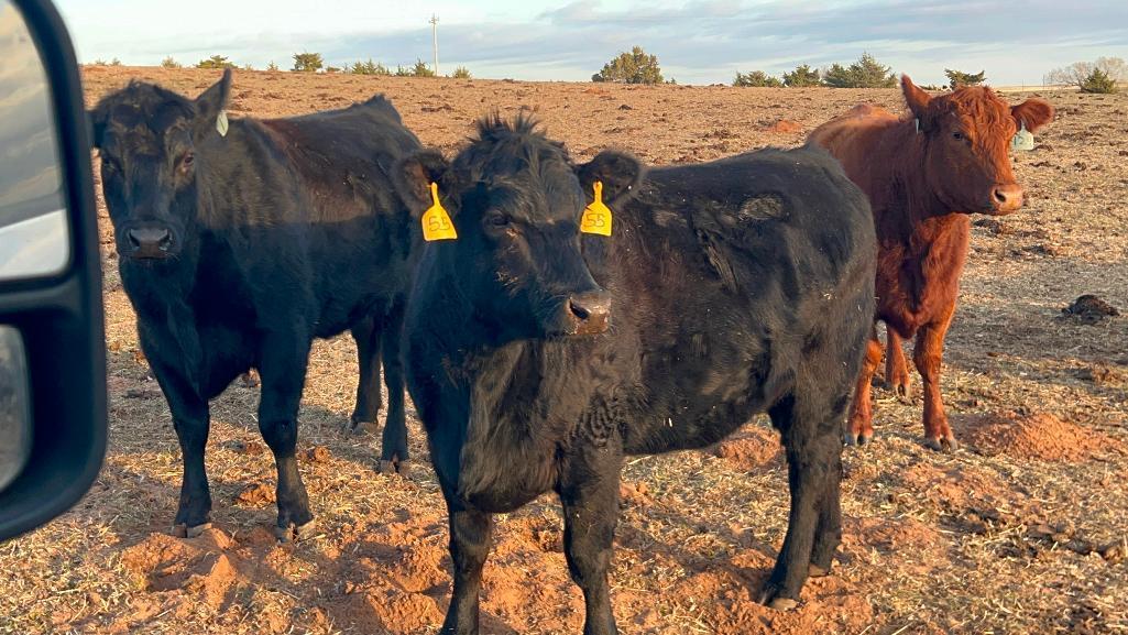 11 Heifers bred to Low Birth Weight Bulls Approx Due on 3-19