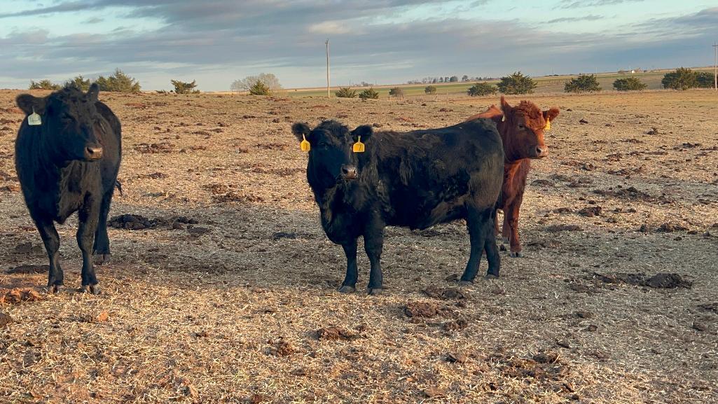 11 Heifers bred to Low Birth Weight Bulls Approx Due on 3-19
