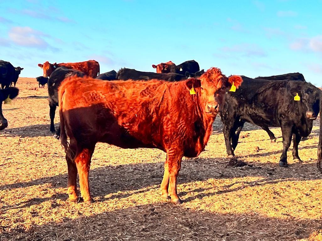 11 Heifers bred to Low Birth Weight Bulls Approx Due on 3-19