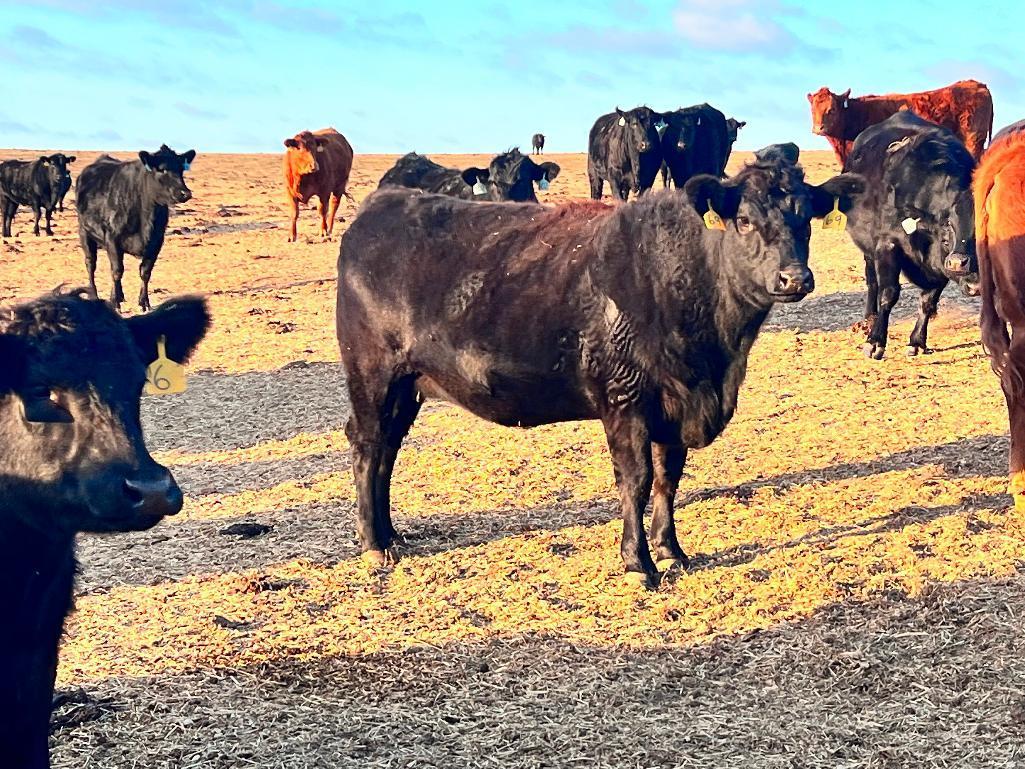 11 Heifers bred to Low Birth Weight Bulls Approx Due on 3-19