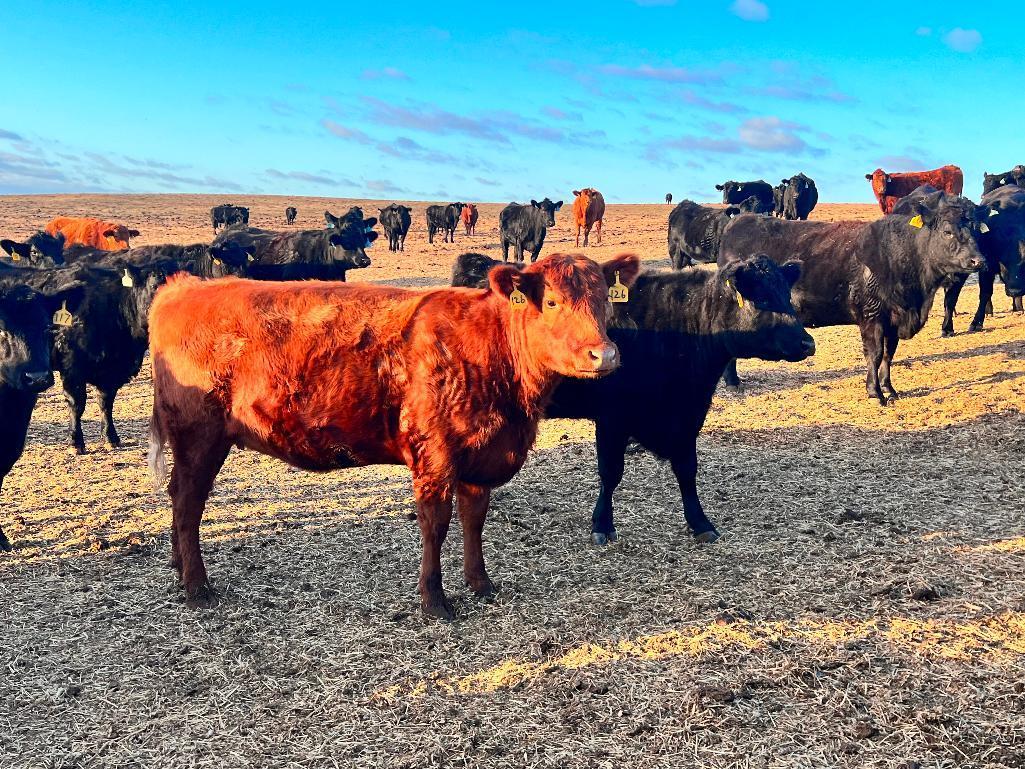 11 Heifers bred to Low Birth Weight Bulls Approx Due on 3-19