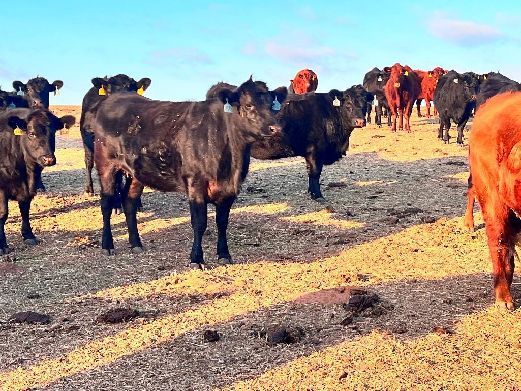11 Heifers bred to Low Birth Weight Bulls Approx Due on 3-19