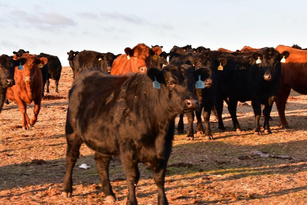 11 Heifers bred to Low Birth Weight Bulls Approx Due on 3-19
