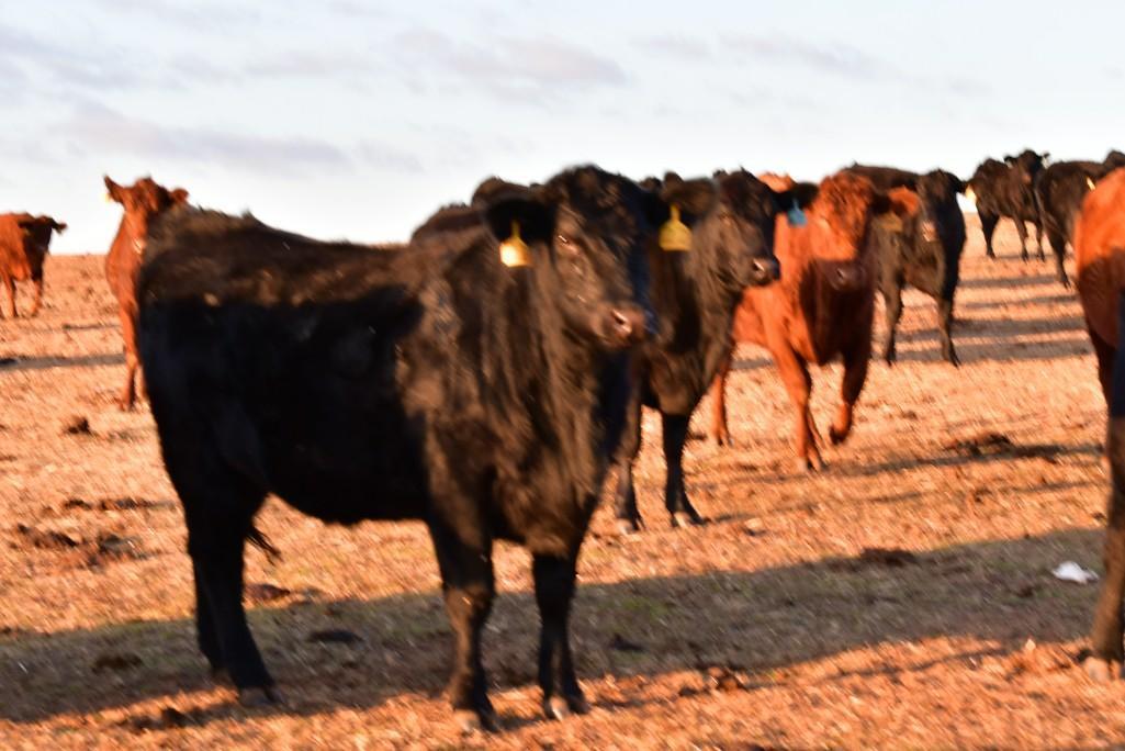 11 Heifers bred to Low Birth Weight Bulls Approx Due on 3-19