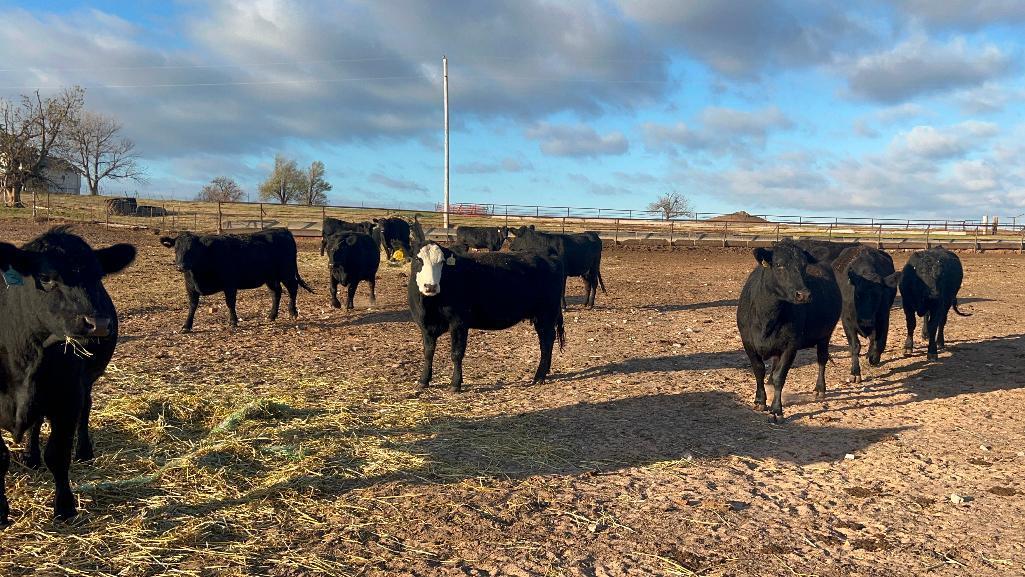 11 Heifers bred to Low Birth Weight Bulls Approx Due on 3-19