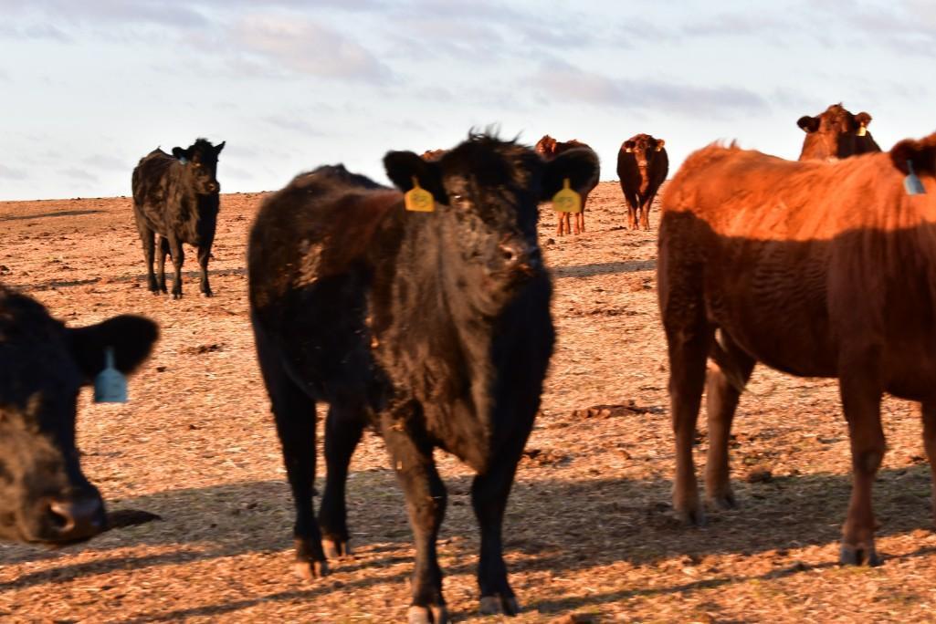 11 Heifers bred to Low Birth Weight Bulls Approx Due on 3-19