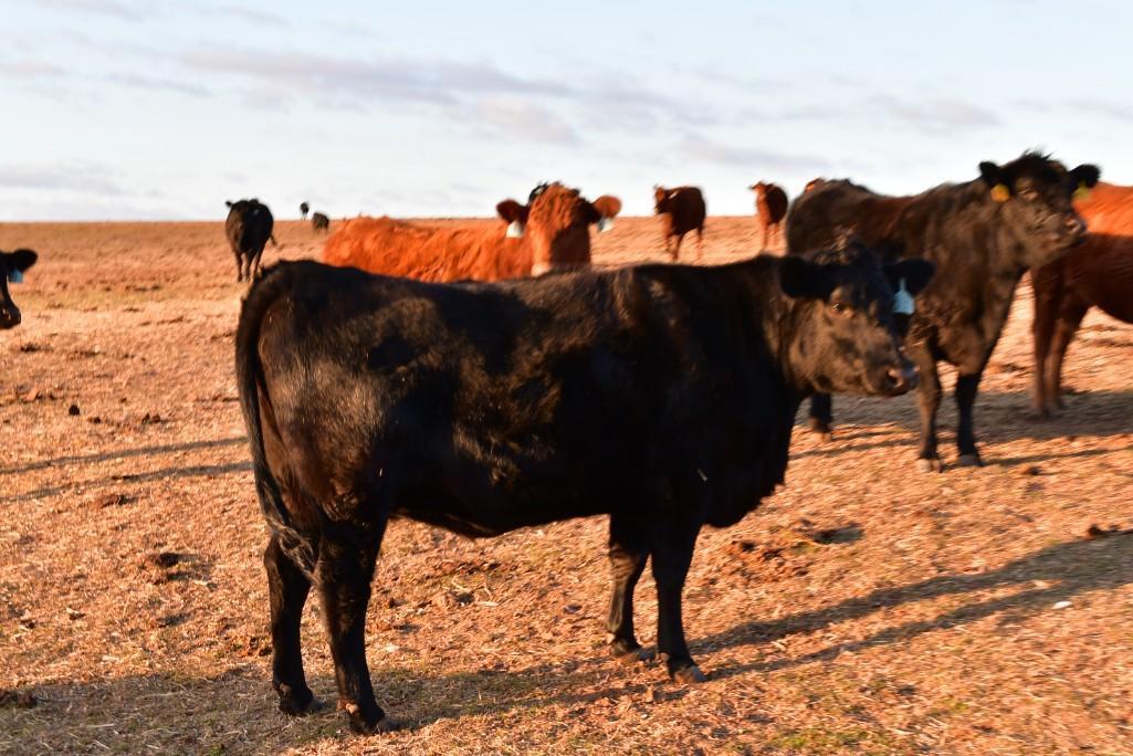 11 Heifers bred to Low Birth Weight Bulls Approx Due on 3-19