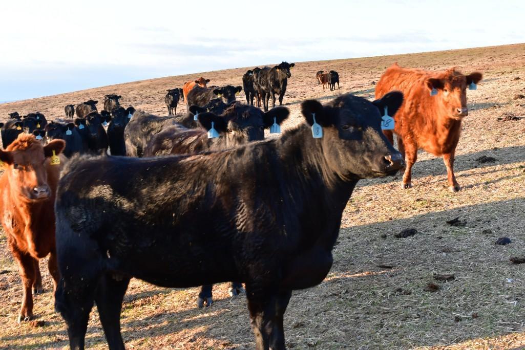 11 Heifers bred to Low Birth Weight Bulls Approx Due on 3-19