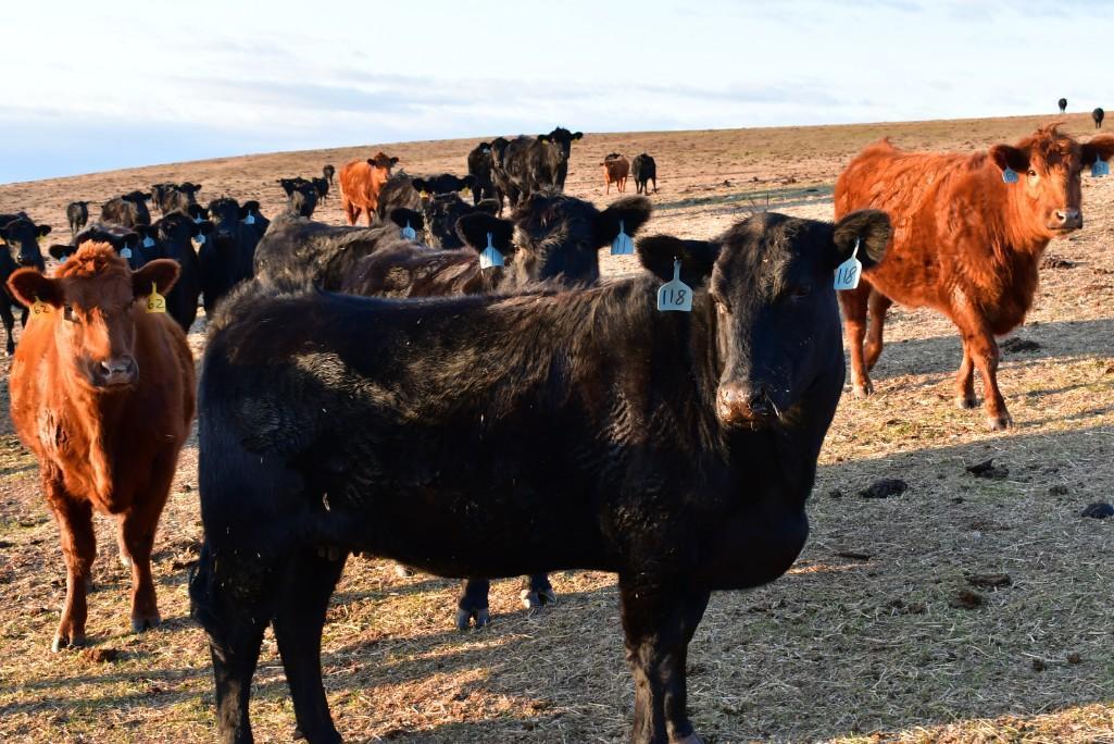 11 Heifers bred to Low Birth Weight Bulls Approx Due on 3-19