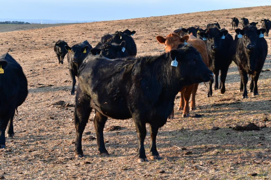11 Heifers bred to Low Birth Weight Bulls Approx Due on 3-19