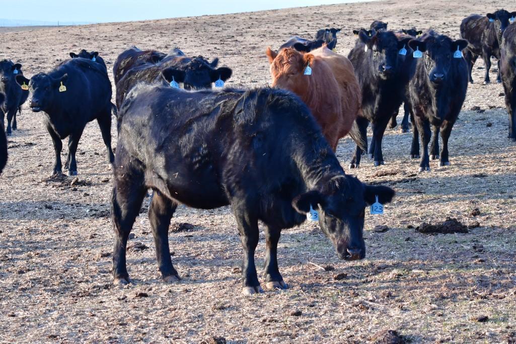 11 Heifers bred to Low Birth Weight Bulls Approx Due on 3-19