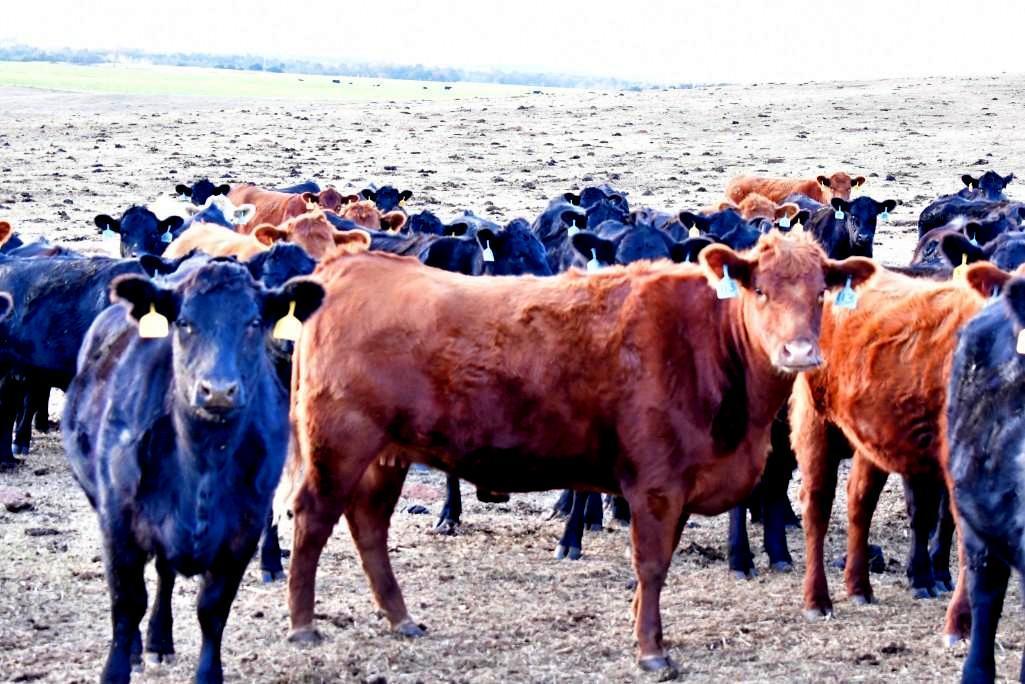 11 Heifers bred to Low Birth Weight Bulls Approx Due on 3-19