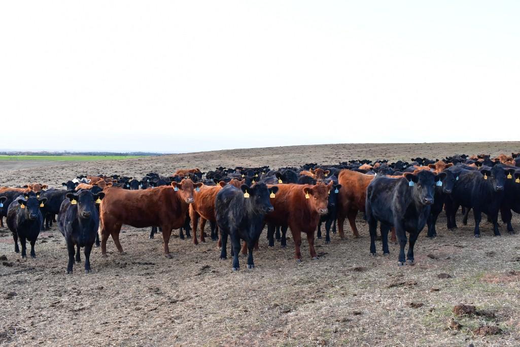 11 Heifers bred to Low Birth Weight Bulls Approx Due on 3-19