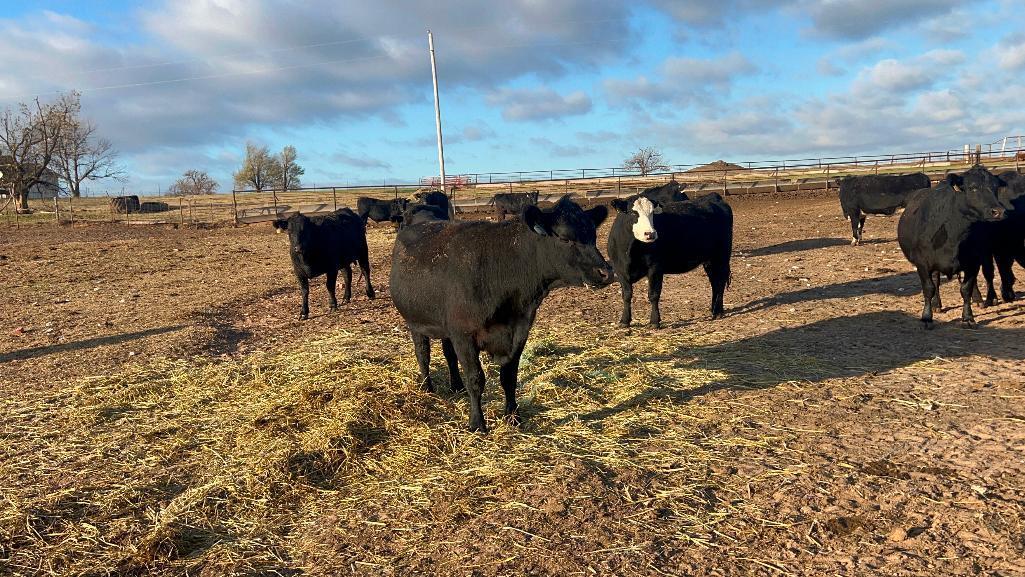 11 Heifers bred to Low Birth Weight Bulls Approx Due on 3-19