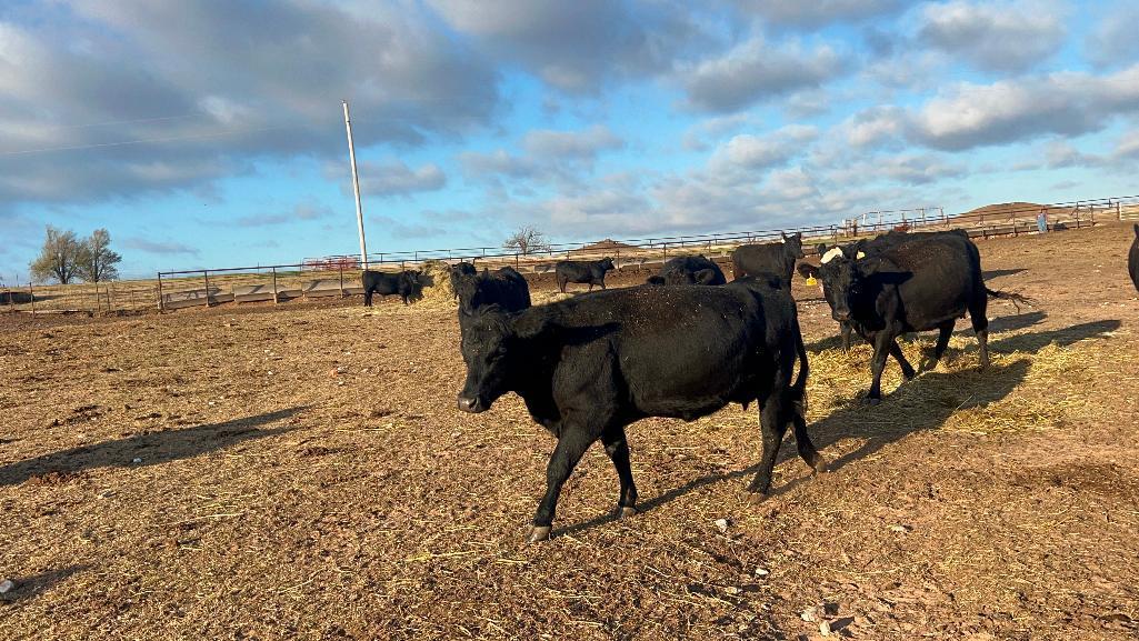 11 Heifers bred to Low Birth Weight Bulls Approx Due on 3-19