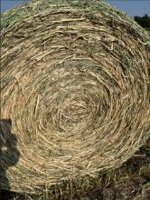 Hay Bales - HAYGRAZER