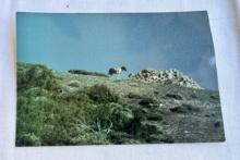 Vintage Collectible Postcard – Wild Horse near Wheeler Pass, Pahrump, Nevada – Photo by Joe McCauley