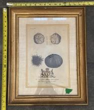 Framed Vintage Illustrations – Decorative Wall Art in Wood Frame